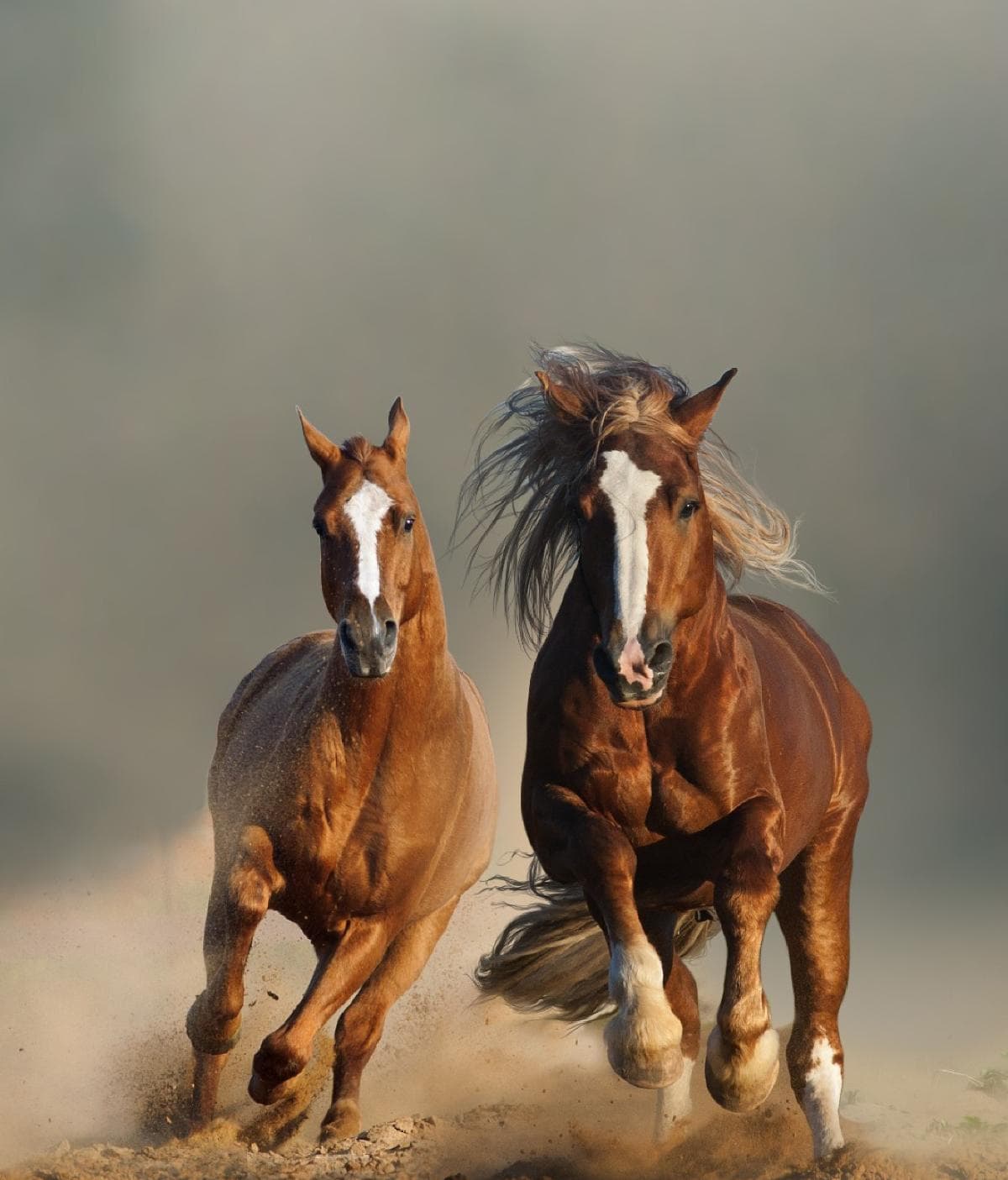 Gravura de cavalos ANI10