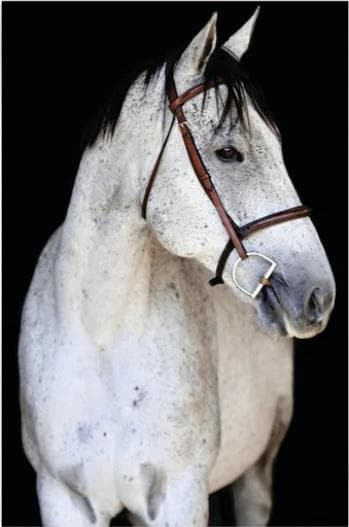 Gravura de cavalos ANI65